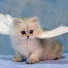 'earthkitty' 