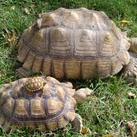 Tortoise 