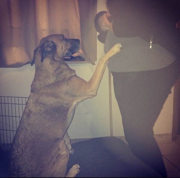  Mijn hond Mickey 6maart'15 gestorven :'(