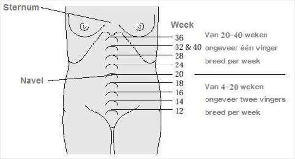 Hoogte baarmoeder Hoe hoog zit je baarmoeder bij welke week