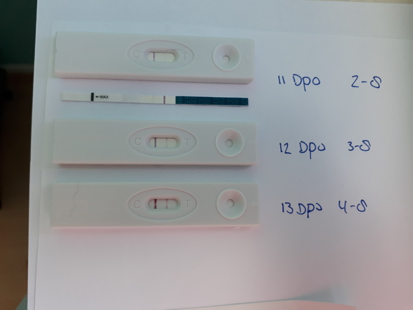 Zw test 13 dpo 4 aug 