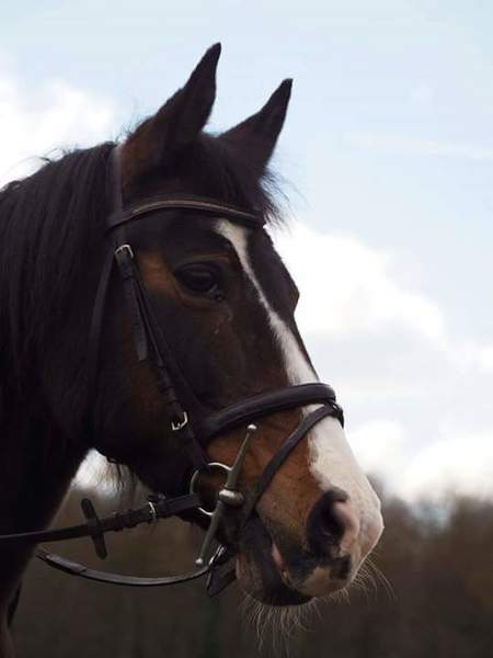 Paarden  