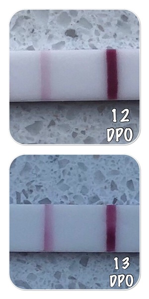 12DPO-13DPO 