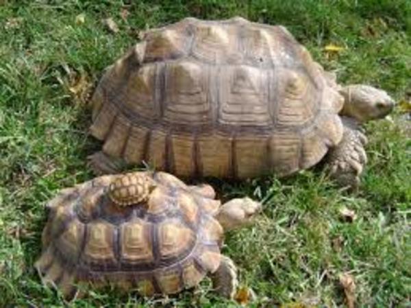 Tortoise 