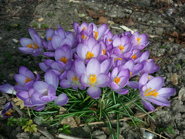  Lente - nieuwe hoop!