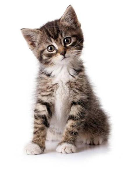 Kattenbak Wel of niet de kattenbak verschonen tijden je zwangerschap