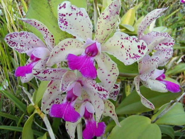 pretty Mooiste bloem