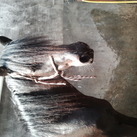onze mooie merrie Onze lieve merrie