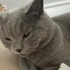 charlie dit is mijn kat hij heet charlie